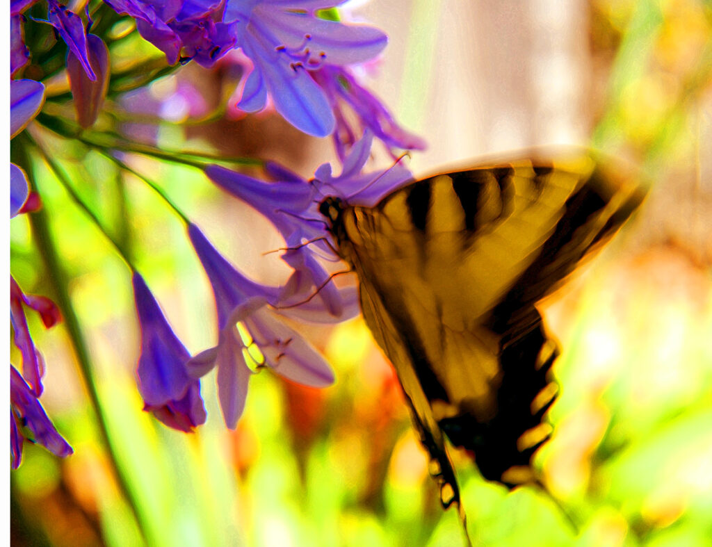 Yellow and black striped butterfly at purple flowers