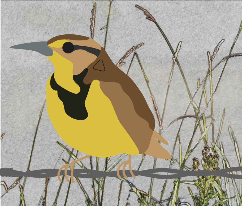 Meadowlark yellow brown black