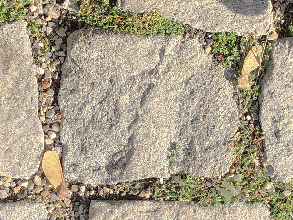 stepping stones with moss